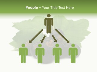 Leaf Ribes Nigrum On White PowerPoint Template