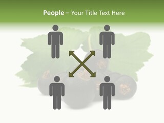 Leaf Ribes Nigrum On White PowerPoint Template