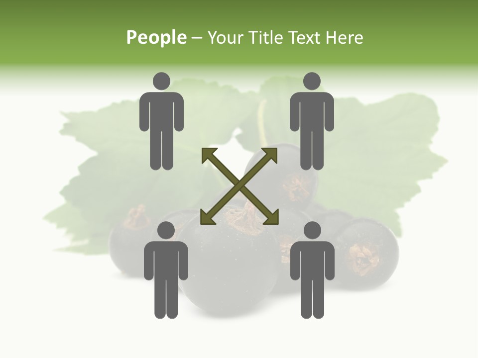 Leaf Ribes Nigrum On White PowerPoint Template