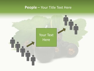 Leaf Ribes Nigrum On White PowerPoint Template