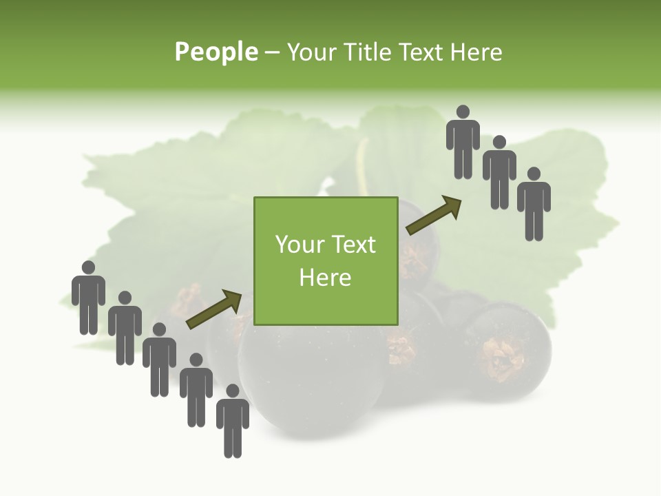 Leaf Ribes Nigrum On White PowerPoint Template