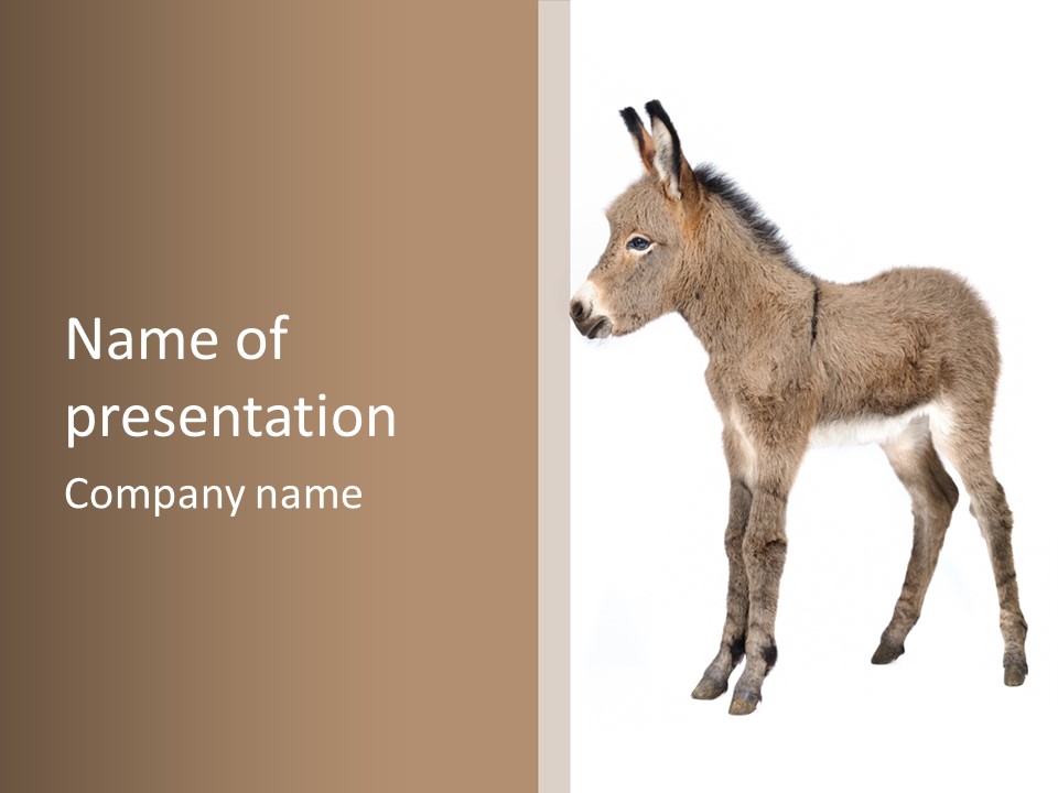 Portrait Baby Whinny PowerPoint Template