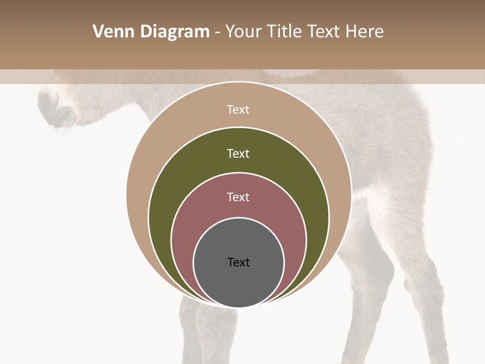 Portrait Baby Whinny PowerPoint Template