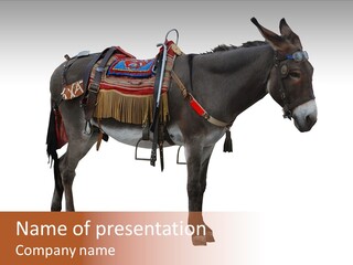 Donkey Entertainment Humor PowerPoint Template