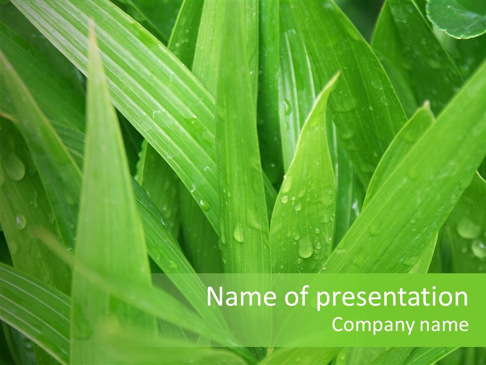 Green Gramin Palmes PowerPoint Template