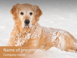 Cold Pet Happy PowerPoint Template