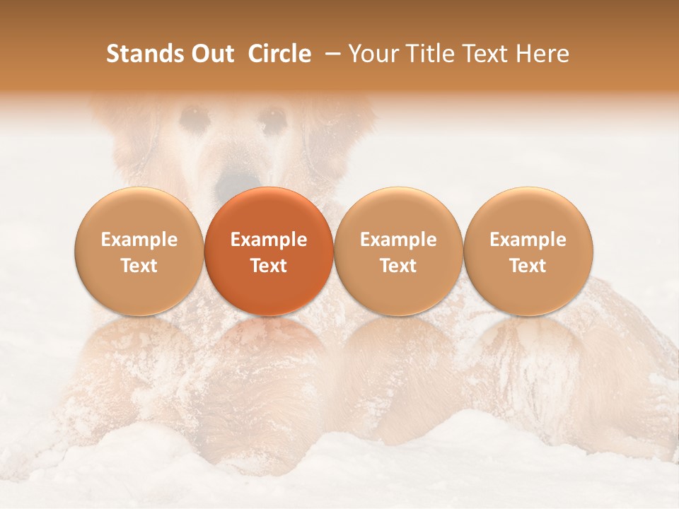 Cold Pet Happy PowerPoint Template