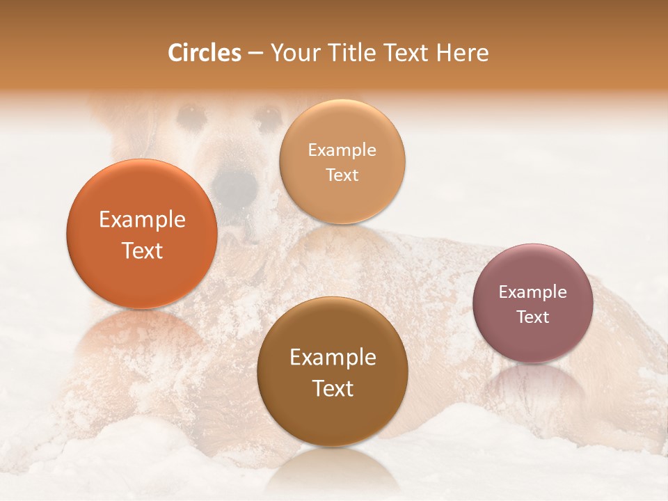 Cold Pet Happy PowerPoint Template