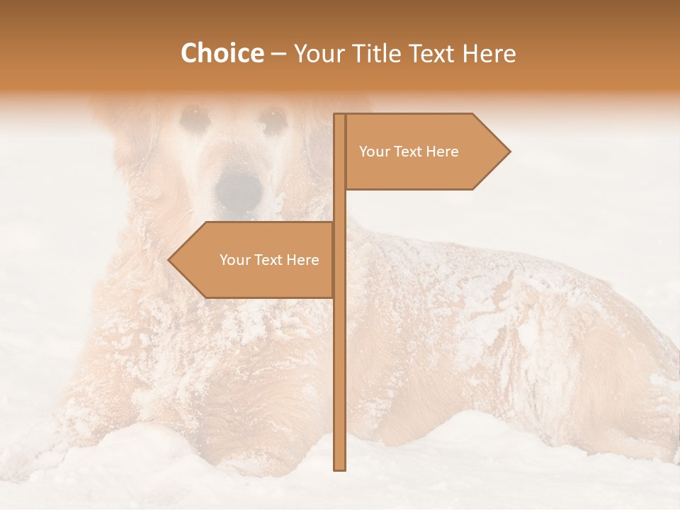 Cold Pet Happy PowerPoint Template