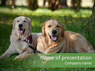 Run Mammal Love PowerPoint Template