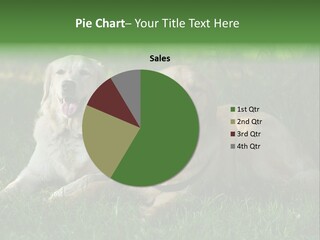 Run Mammal Love PowerPoint Template