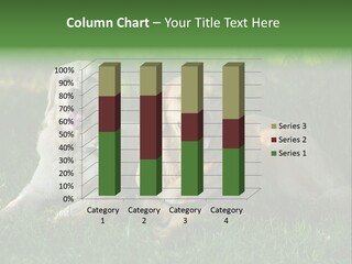 Run Mammal Love PowerPoint Template