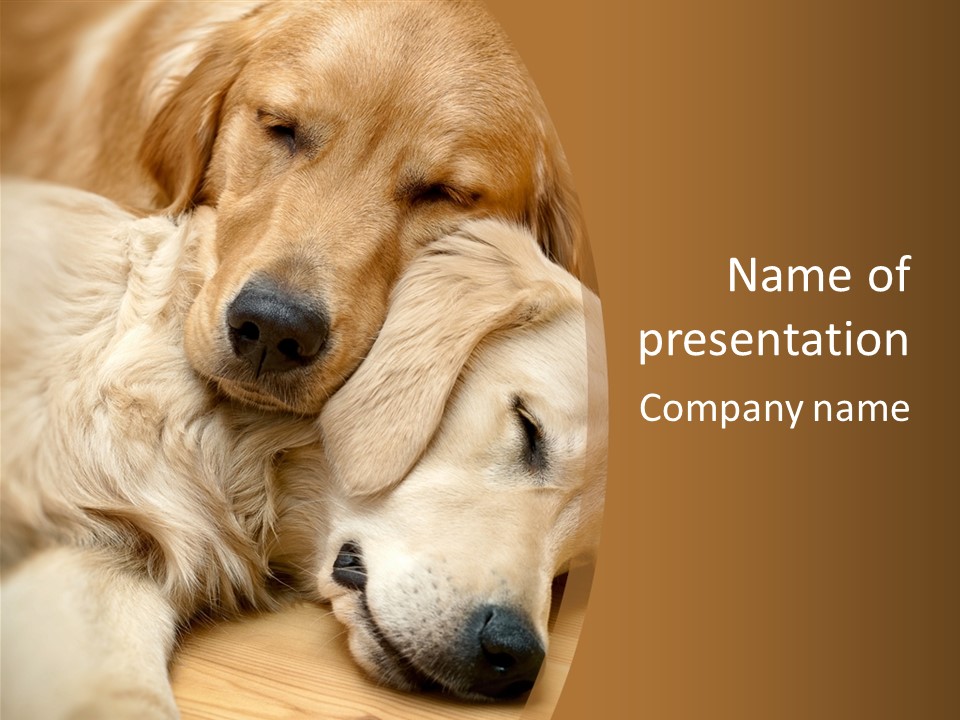 Asleep Brown Camera PowerPoint Template