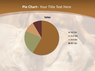 Asleep Brown Camera PowerPoint Template