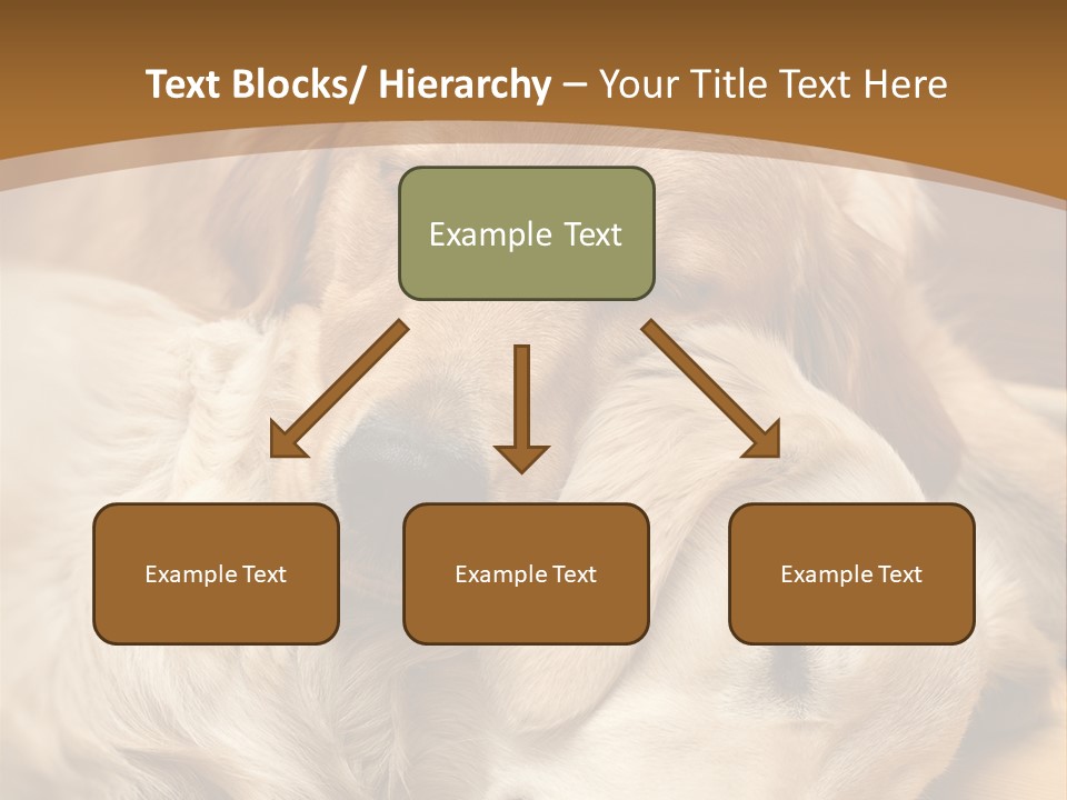 Asleep Brown Camera PowerPoint Template