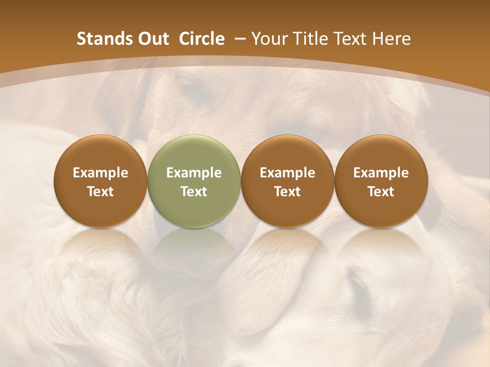 Asleep Brown Camera PowerPoint Template