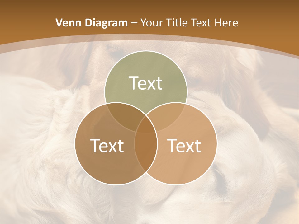 Asleep Brown Camera PowerPoint Template