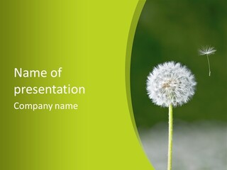 Flug Pusteblume Allergie PowerPoint Template