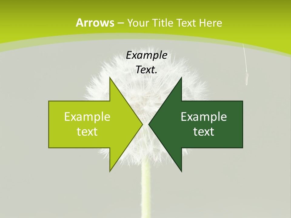 Flug Pusteblume Allergie PowerPoint Template