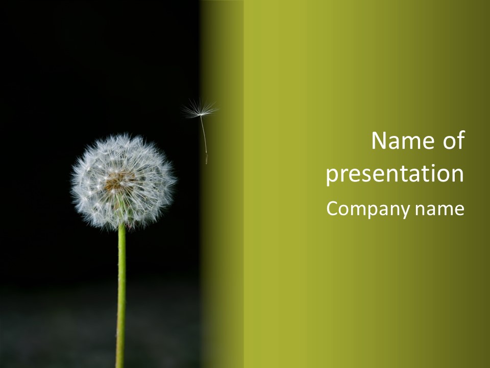 Pusteblume Wachsen Samen PowerPoint Template