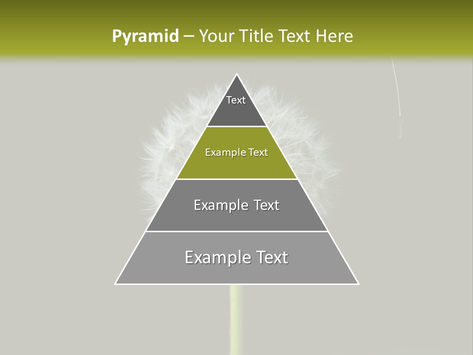 Pusteblume Wachsen Samen PowerPoint Template