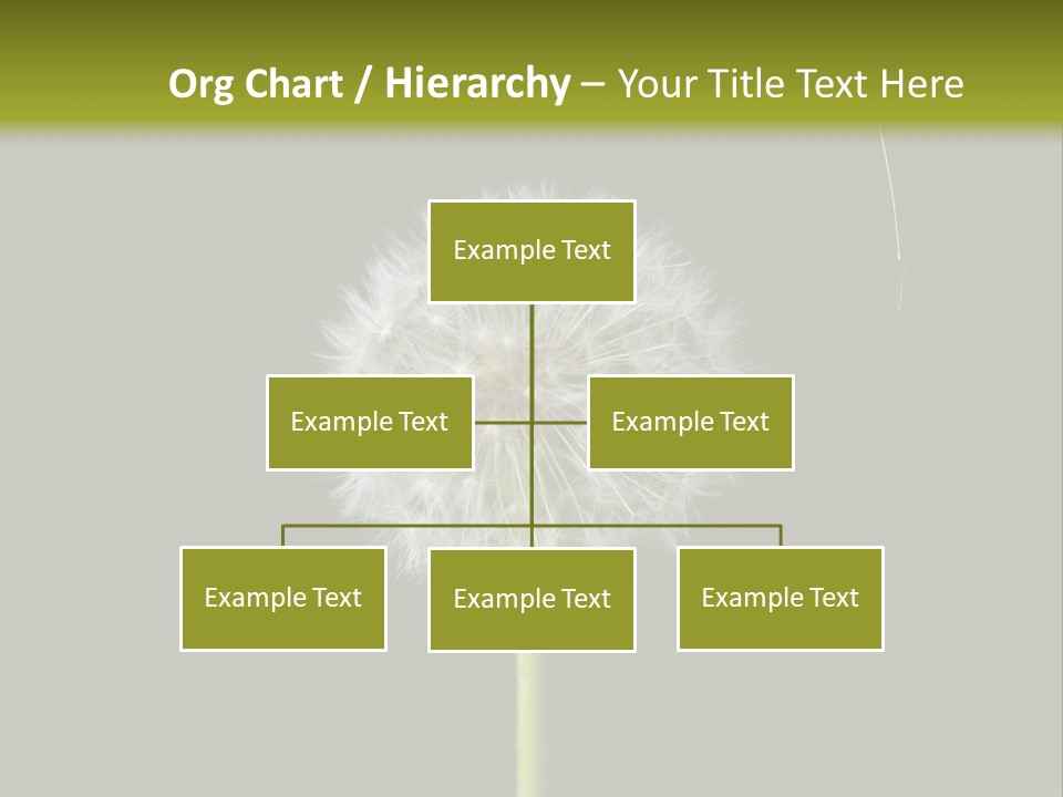 Pusteblume Wachsen Samen PowerPoint Template