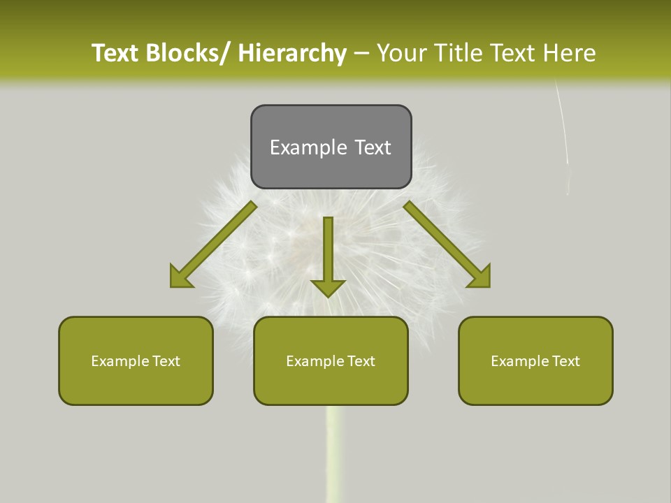 Pusteblume Wachsen Samen PowerPoint Template