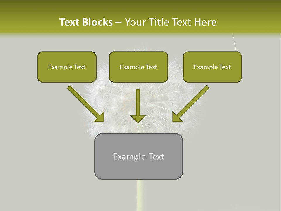 Pusteblume Wachsen Samen PowerPoint Template