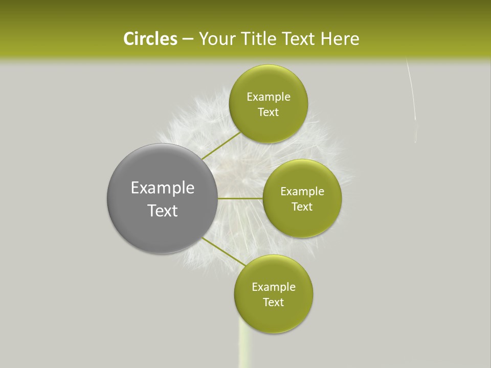 Pusteblume Wachsen Samen PowerPoint Template