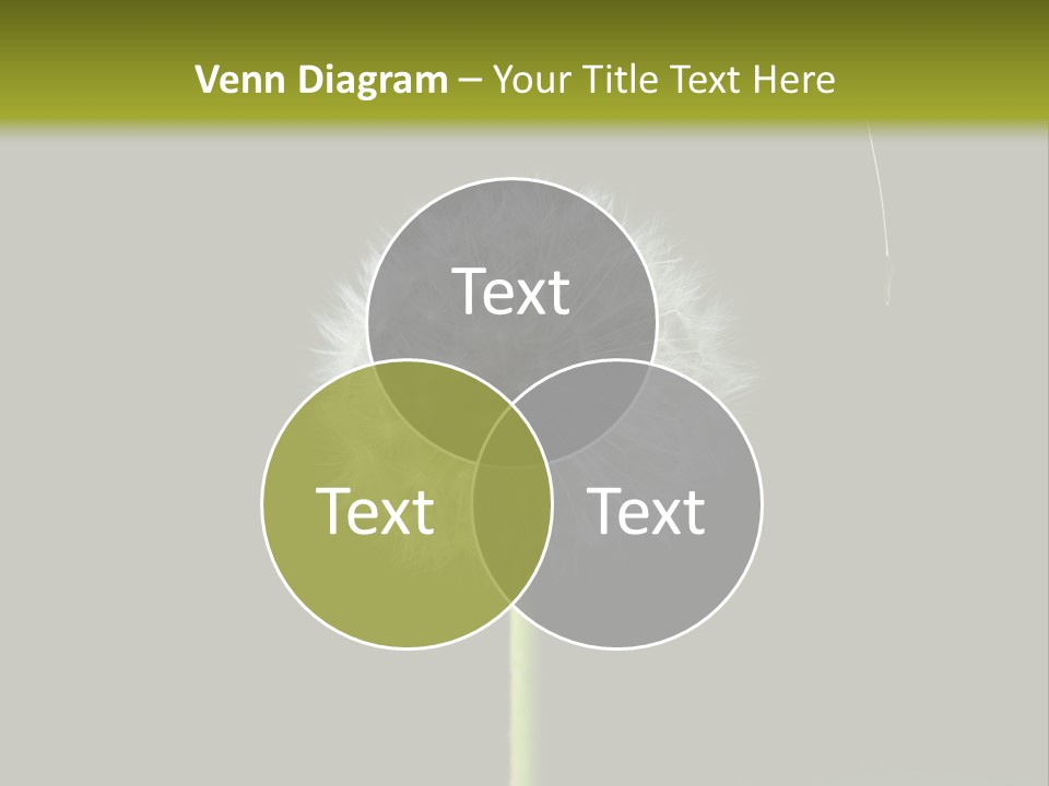 Pusteblume Wachsen Samen PowerPoint Template