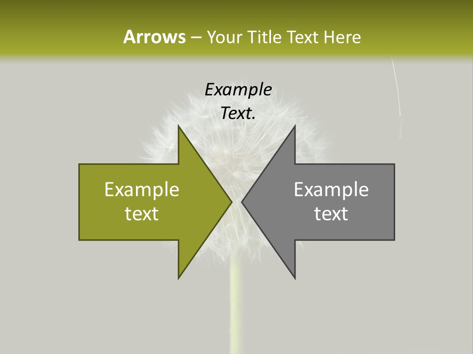 Pusteblume Wachsen Samen PowerPoint Template