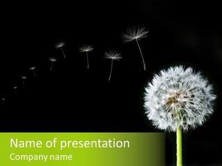 Wehen Pusteblume Blume PowerPoint Template