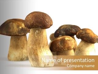 Fungus Porcino Cultivation PowerPoint Template