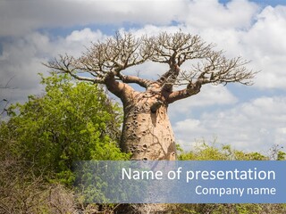 Natural Huge Vegetation PowerPoint Template