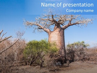 Field Unique Tree PowerPoint Template