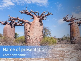 Vegetation Nature Naked PowerPoint Template