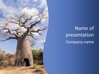 Branch Adansonia High PowerPoint Template