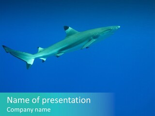 Verano Tiempo Libre Bora Bora PowerPoint Template