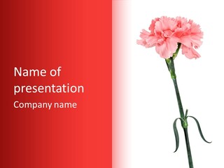 Carnations Flora Valentine S PowerPoint Template