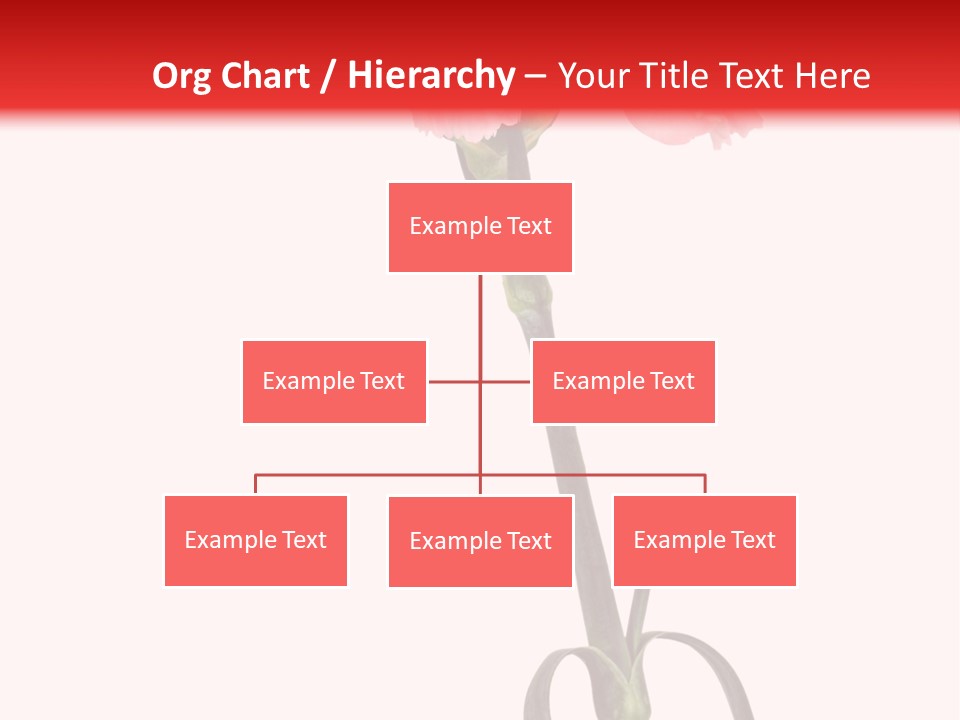 Carnations Flora Valentine S PowerPoint Template