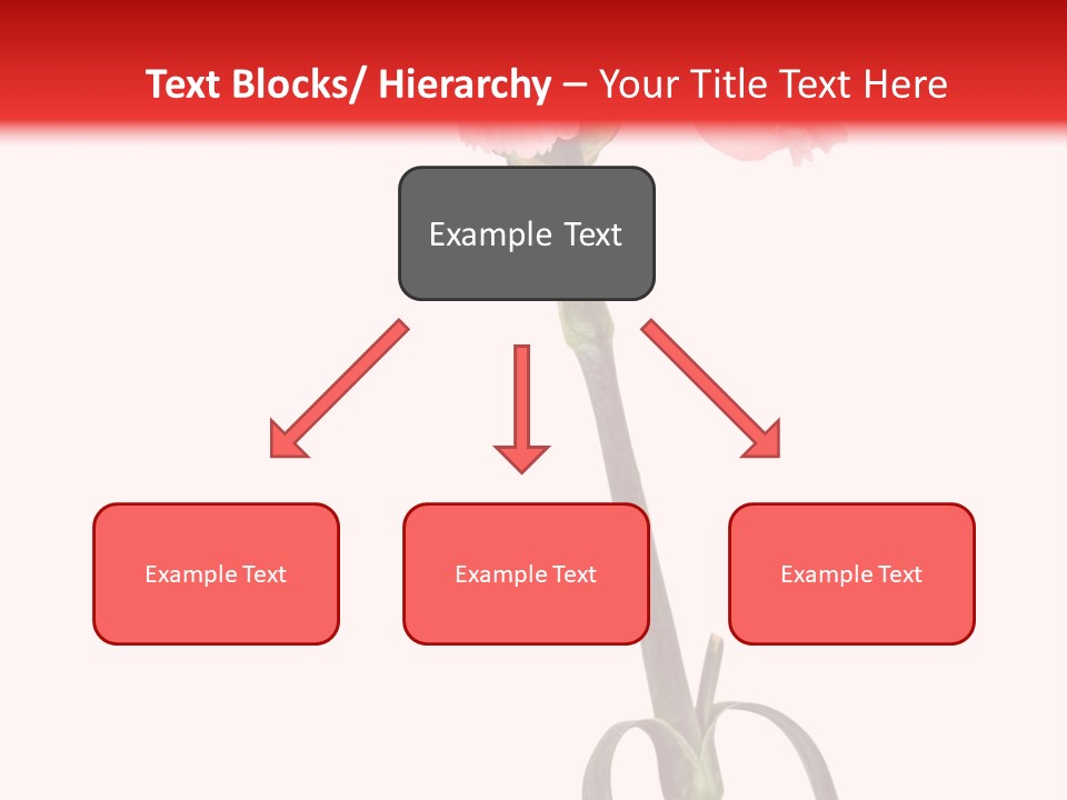 Carnations Flora Valentine S PowerPoint Template