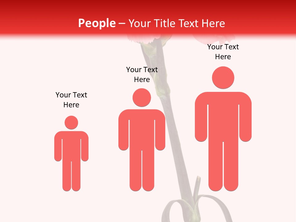 Carnations Flora Valentine S PowerPoint Template