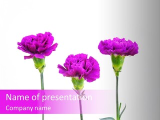 Mediterranean Bouquet Wedding PowerPoint Template