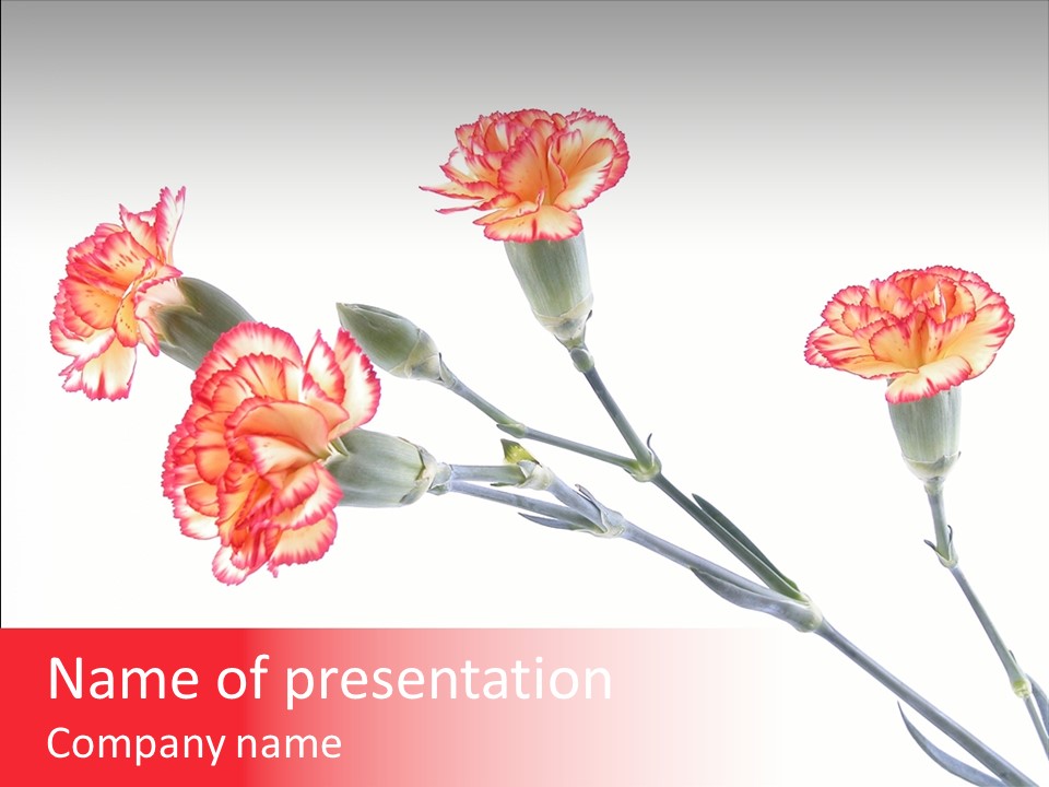 Elegant Flowers Beautiful PowerPoint Template