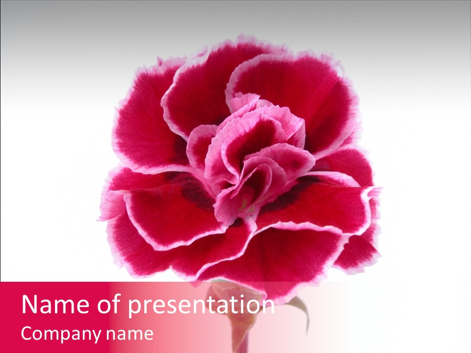 Plant Carnation Flora PowerPoint Template