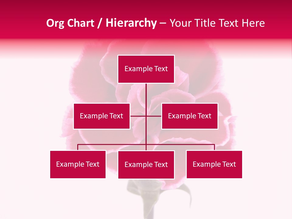 Plant Carnation Flora PowerPoint Template