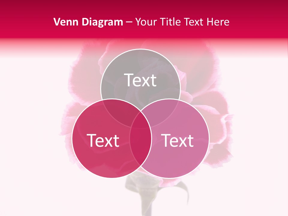 Plant Carnation Flora PowerPoint Template
