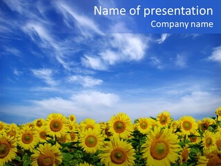 Sunny Field Growth PowerPoint Template