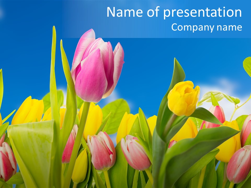 Himmel Feld Tulpen PowerPoint Template