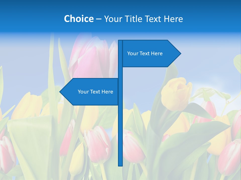 Himmel Feld Tulpen PowerPoint Template